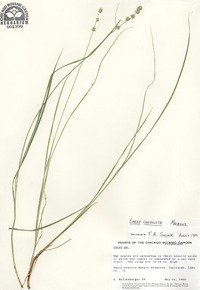 Carex convoluta image