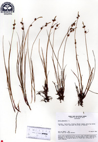 Carex globularis image