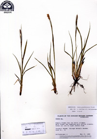 Carex gracilescens image