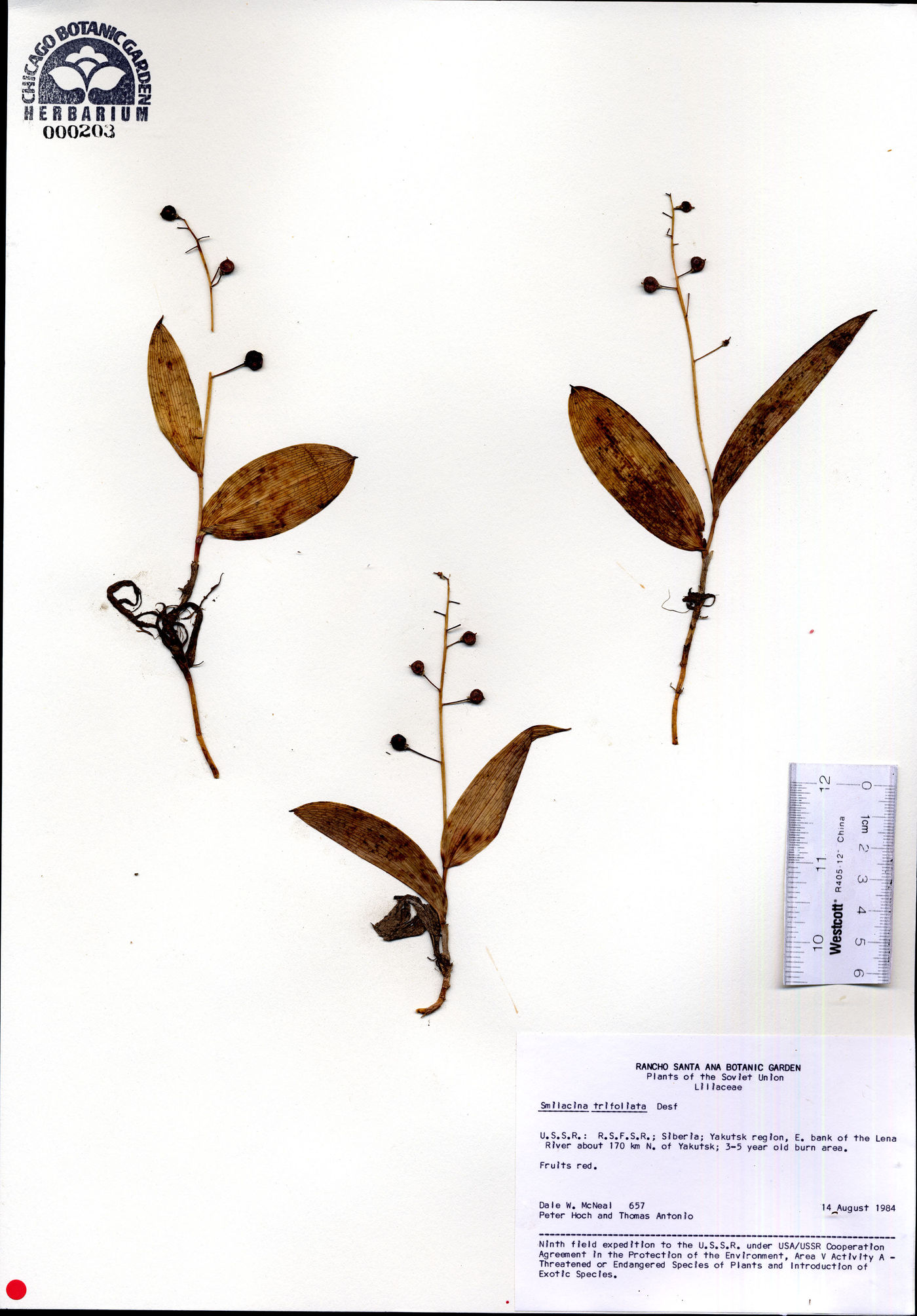 Smilacina trifolia image