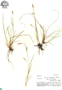 Carex tetanica image