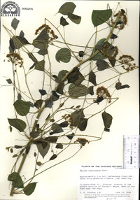 Smilax lasioneura image