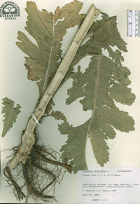 Dipsacus laciniatus image