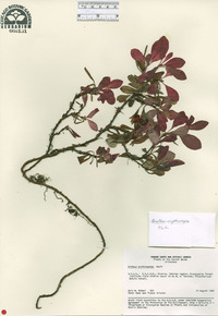 Arctous erythrocarpa image