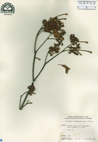 Enkianthus campanulatus image