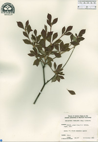 Enkianthus perulatus image