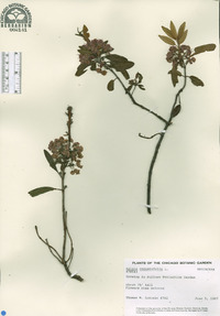 Kalmia angustifolia image