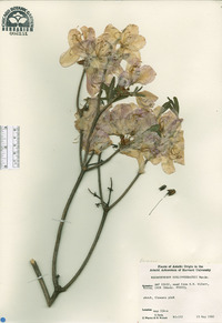 Rhododendron schlippenbachii image