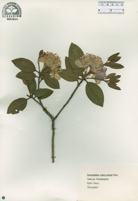 Rhododendron carolinianum image