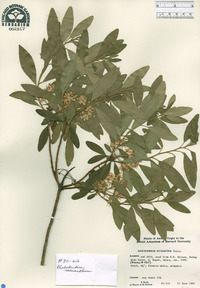 Rhododendron micranthum image