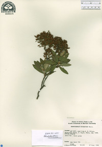 Rhododendron micranthum image