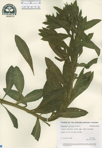 Image of Euphorbia aristata