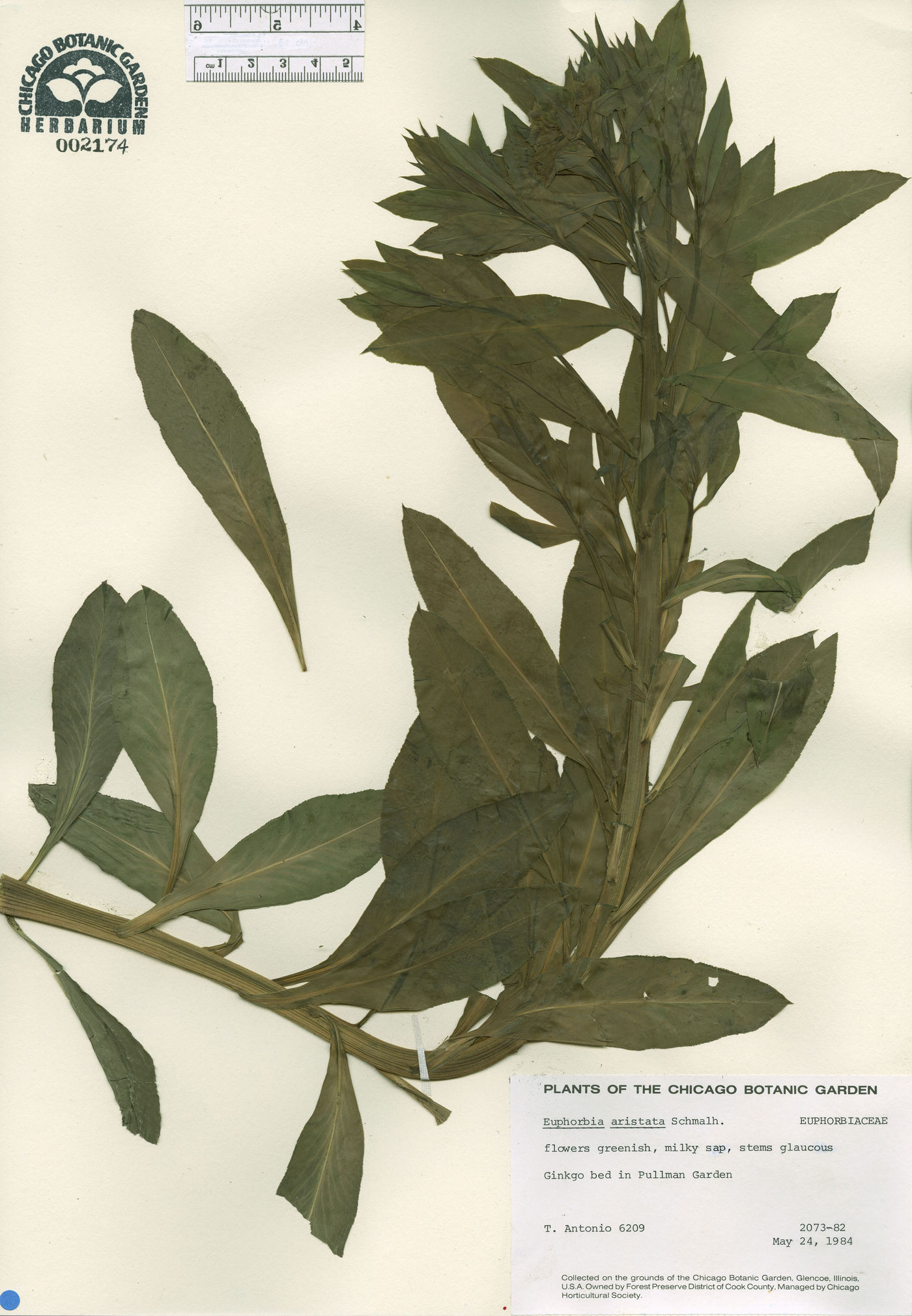 Euphorbia aristata image