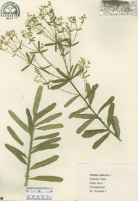 Euphorbia corollata image