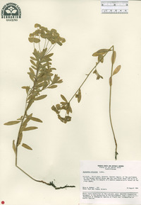 Euphorbia graminea image