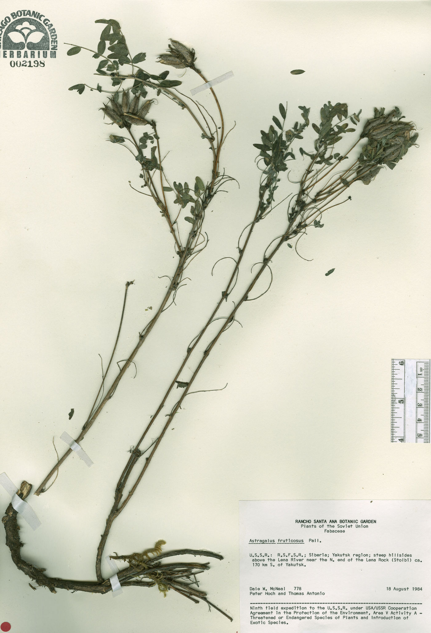 Astragalus fruticosus image