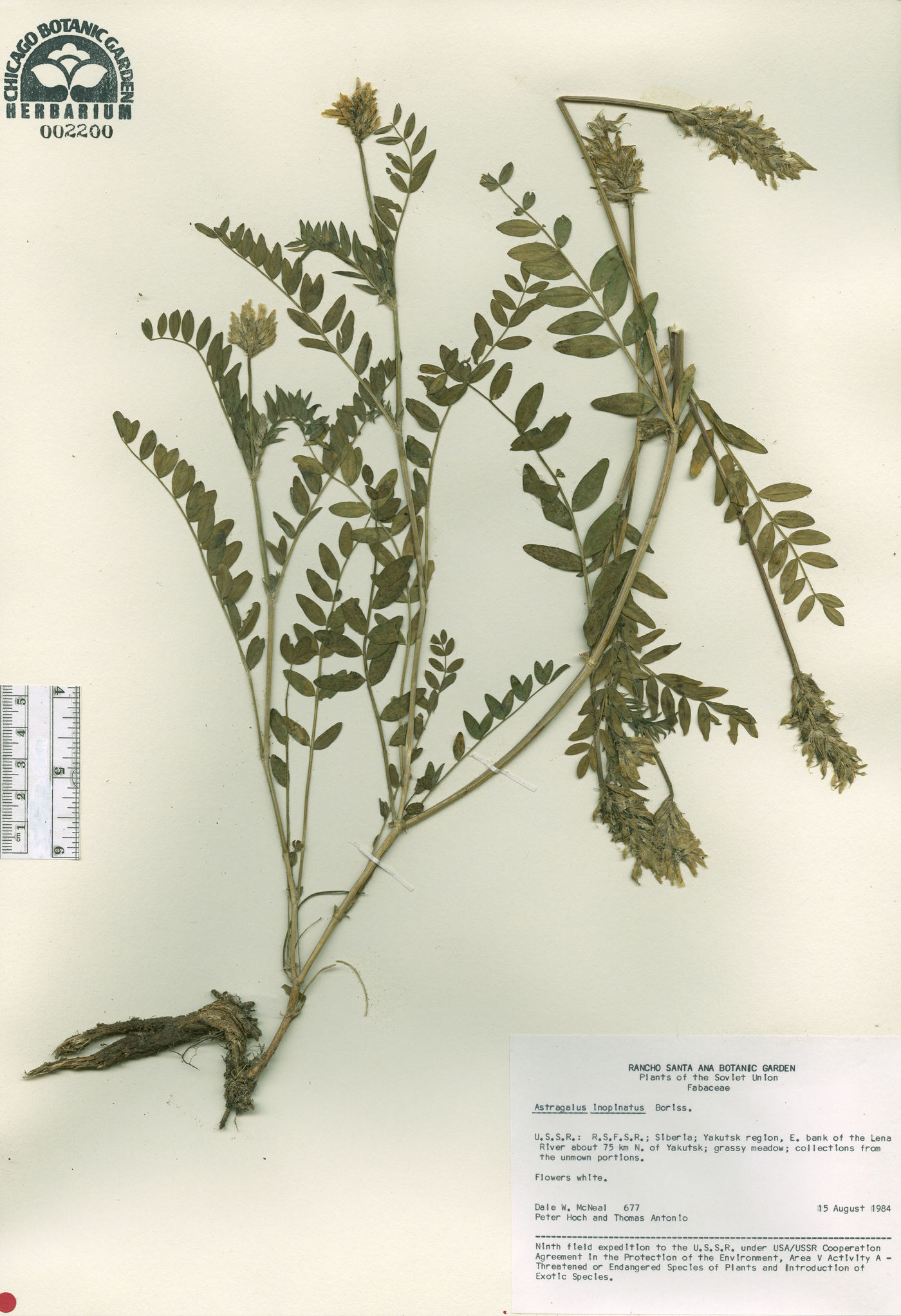 Astragalus inopinatus image
