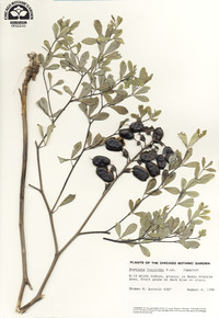 Baptisia alba image