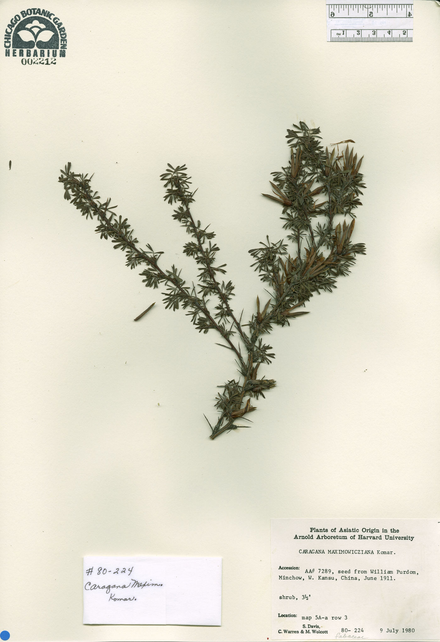 Caragana maximowicziana image