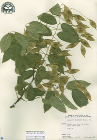 Cladrastis platycarpa image