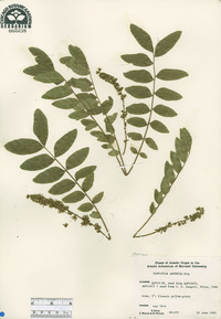 Gleditsia japonica image
