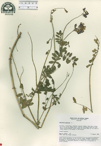 Hedysarum hedysaroides subsp. hedysaroides image