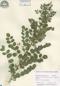 Indigofera kirilowii image