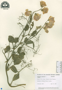 Lathyrus odoratus image
