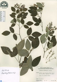 Lespedeza maximowiczii image