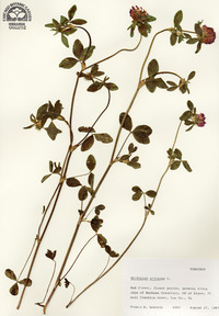 Trifolium pratense image