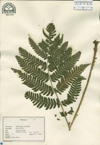 Dryopteris goldieana image