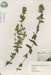 Gentiana quinquefolia image
