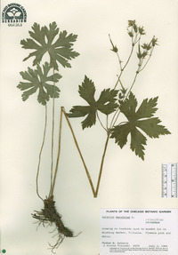 Geranium maculatum image