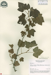 Ribes nigrum image
