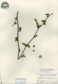 Corylopsis veitchiana image