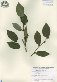 Corylopsis veitchiana image