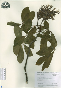 Aesculus pavia image