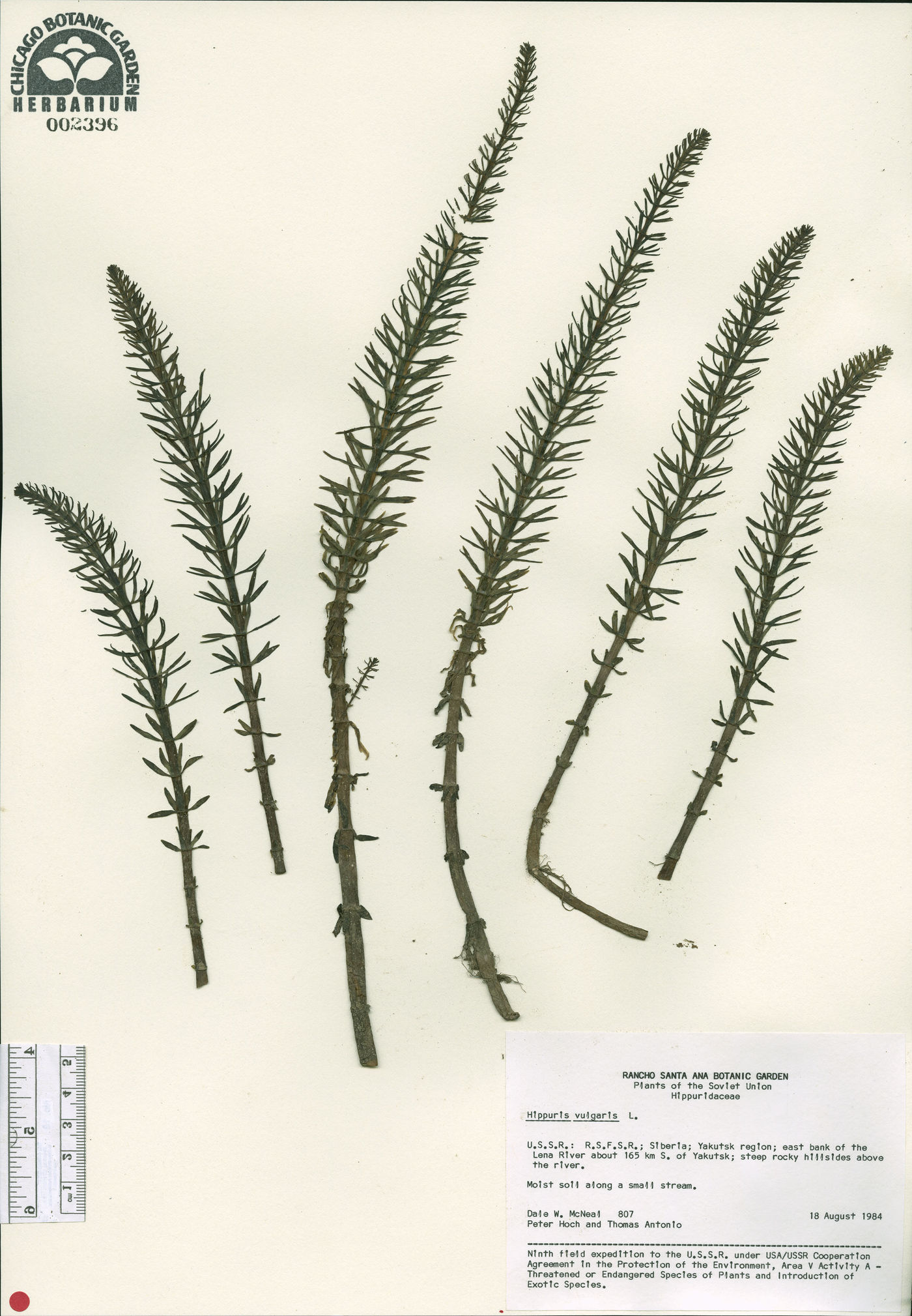 Hippuris vulgaris image
