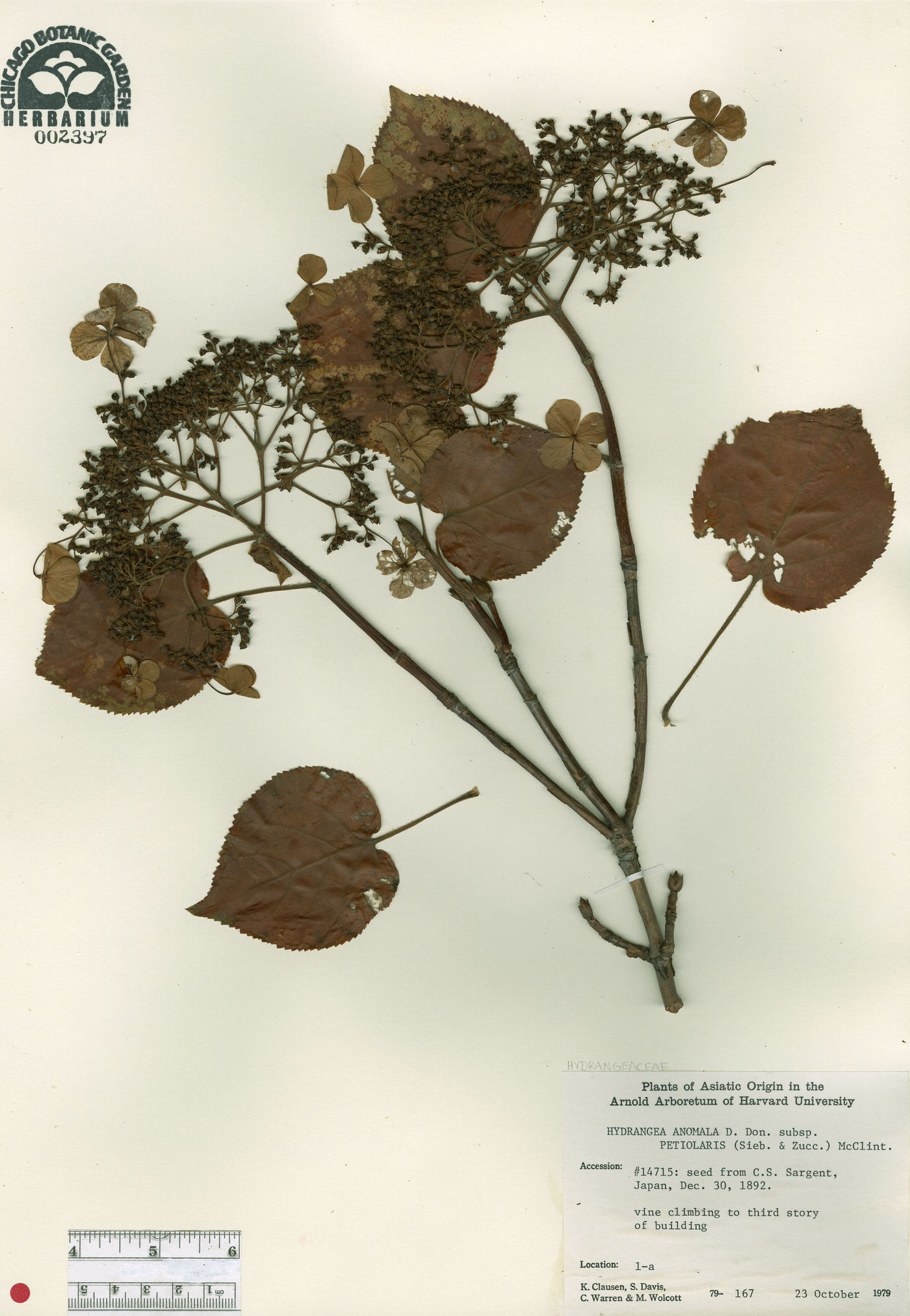 Hydrangea petiolaris image