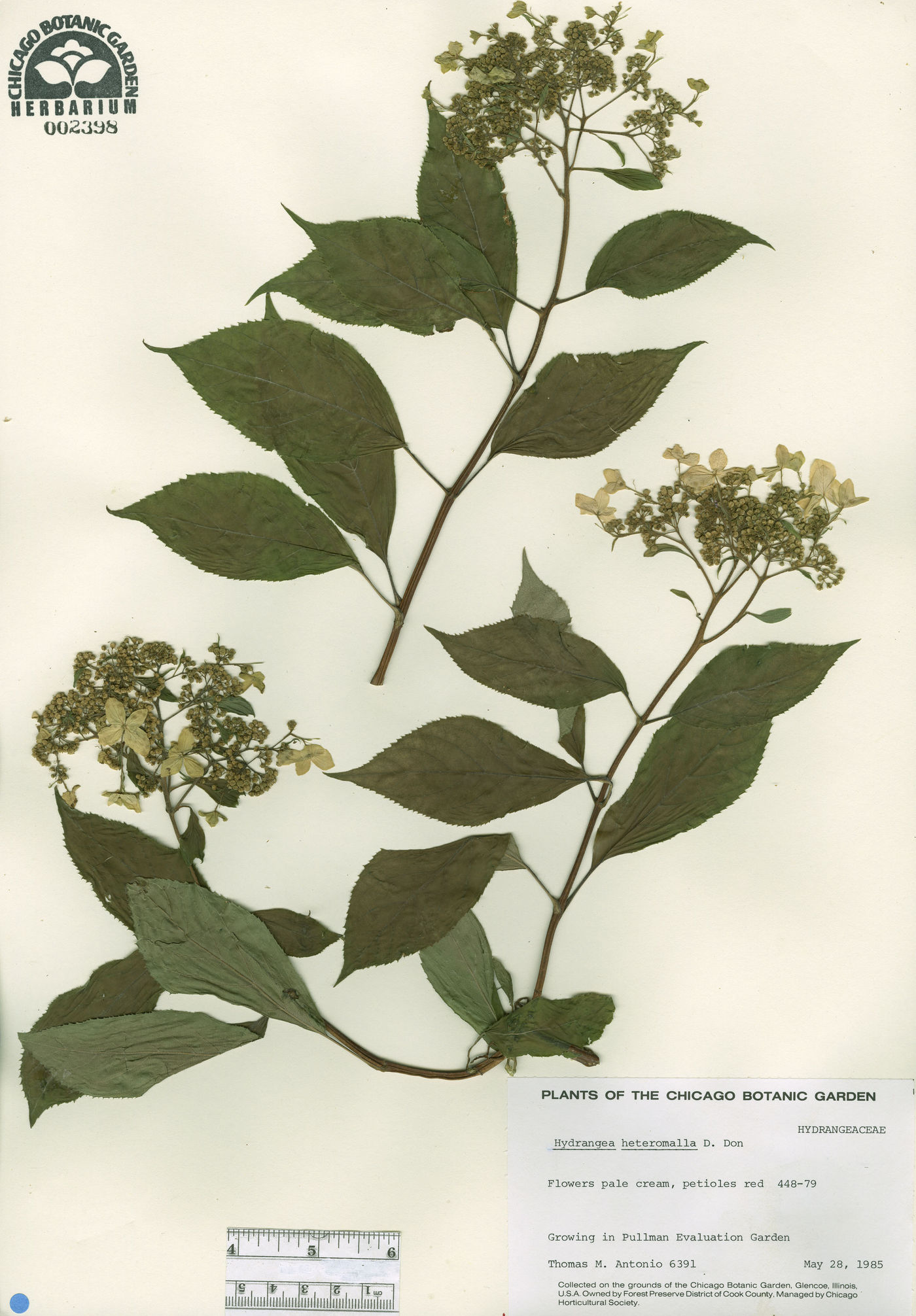 Hydrangea heteromalla image