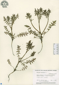 Ellisia nyctelea image