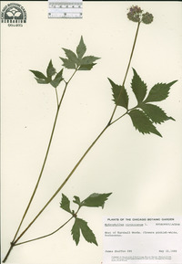 Hydrophyllum virginianum image