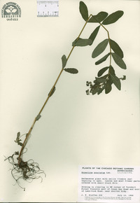 Hypericum punctatum image