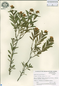 Hypericum prolificum image