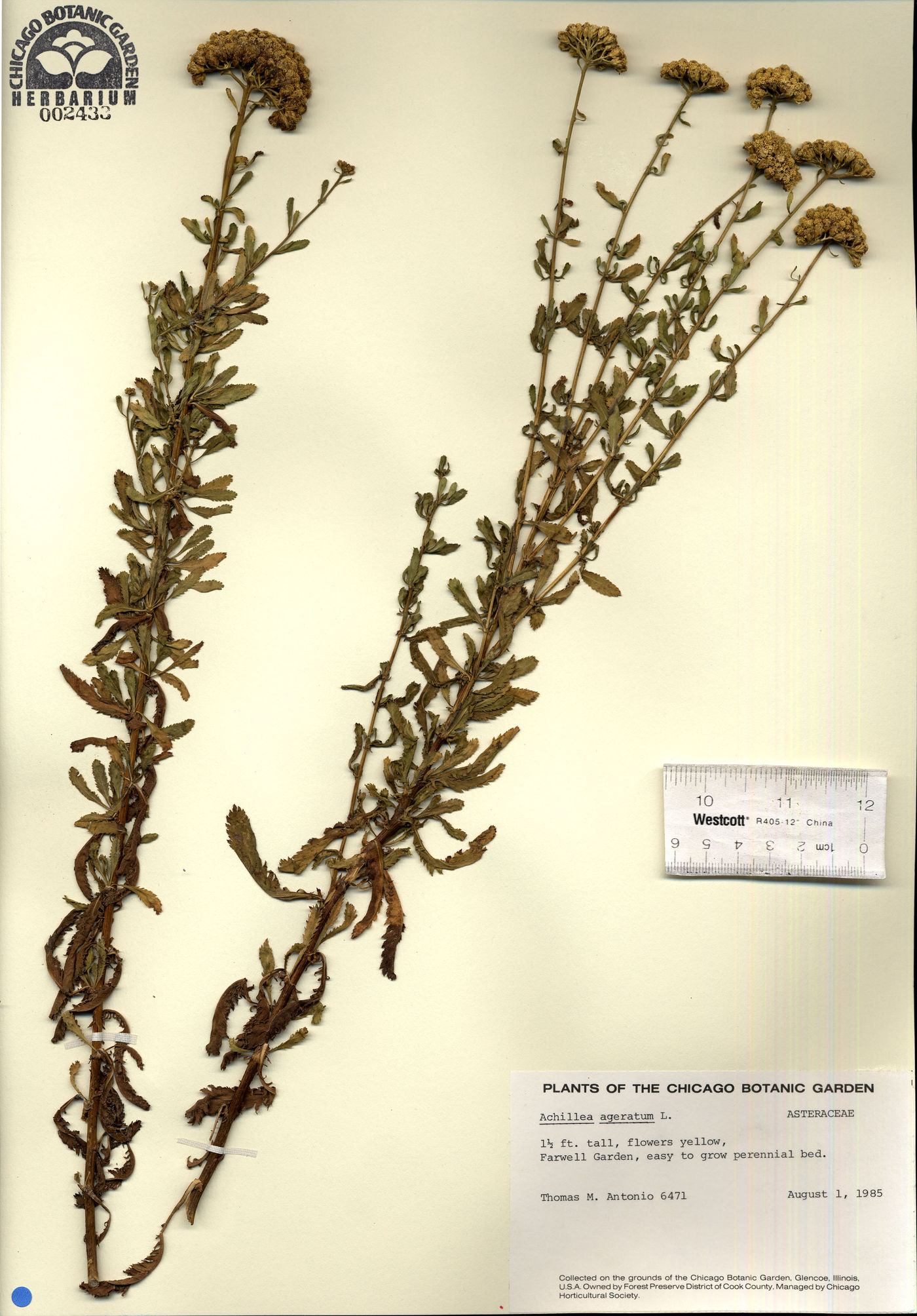 Achillea ageratum image