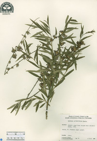 Buddleja alternifolia image
