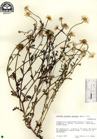 Anthemis arvensis var. agrestis image