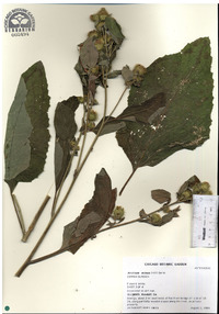 Arctium minus image