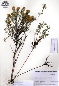 Symphyotrichum ericoides image