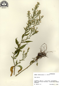Symphyotrichum lateriflorum image